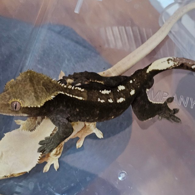 아잔틱