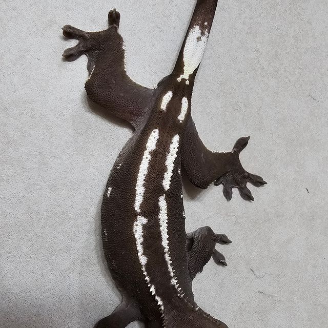 아잔틱