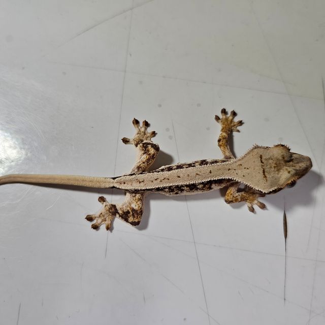 릴리화이트