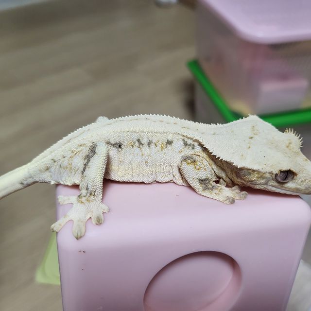 릴리화이트