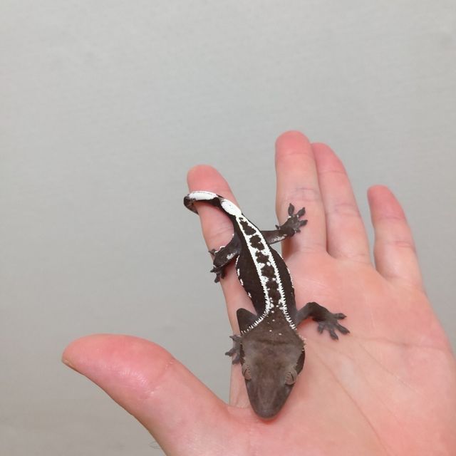 아잔틱