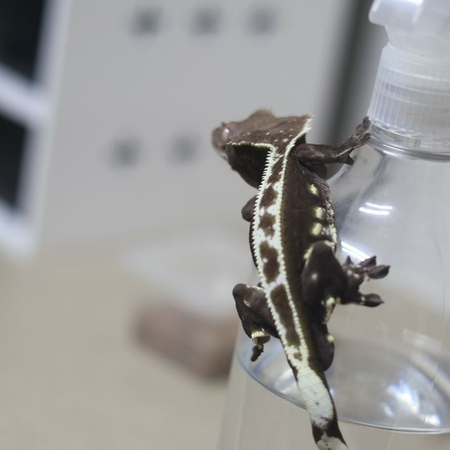 아잔틱