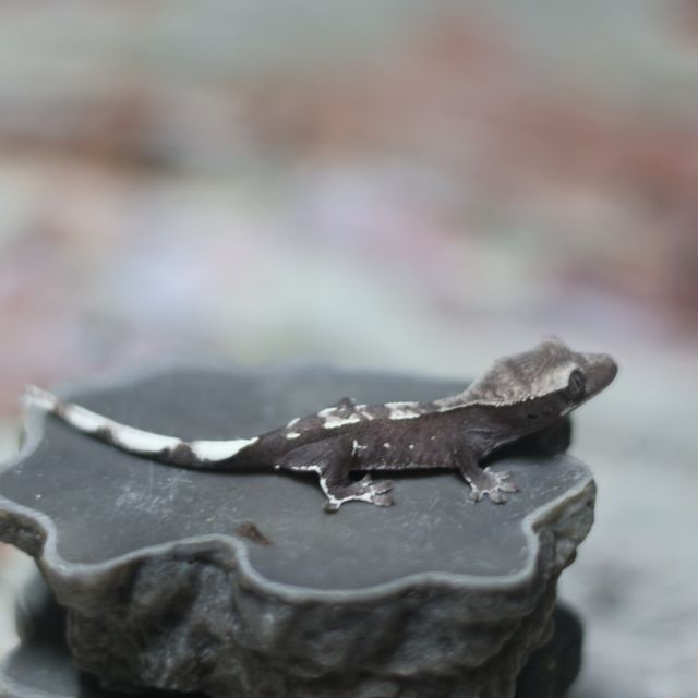 아잔틱