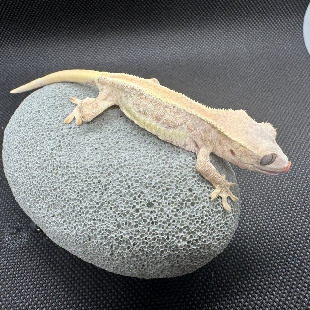 릴리화이트 솔리드백