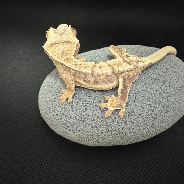 릴리100%헷아잔틱 100%헷아잔틱 릴리화이트