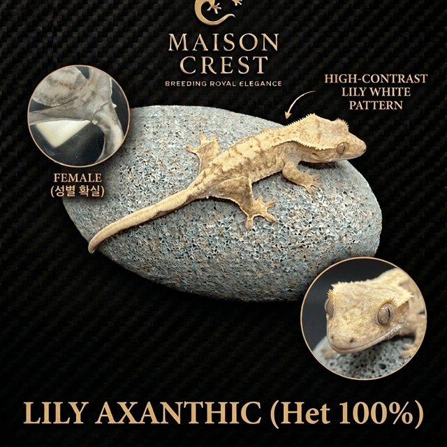 릴리100%헷아잔틱 100%헷아잔틱 릴리화이트