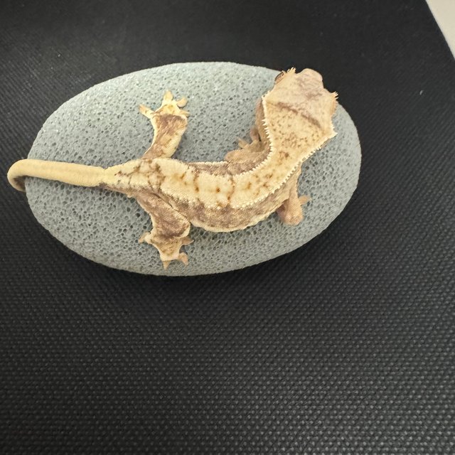 릴리100%헷아잔틱 100%헷아잔틱 릴리화이트