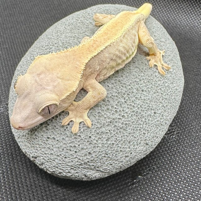 릴리화이트 솔리드백