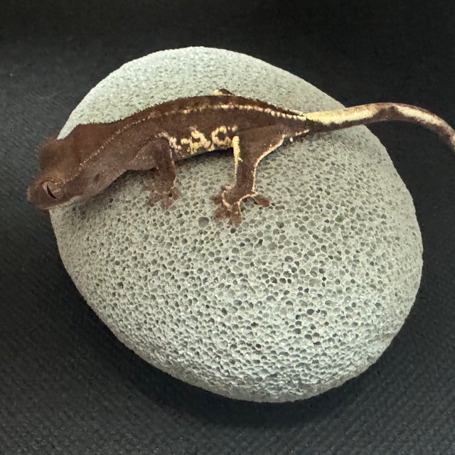 챠콜 팬텀 프라푸치노