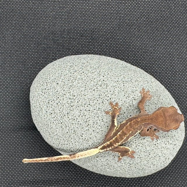 챠콜 팬텀 프라푸치노