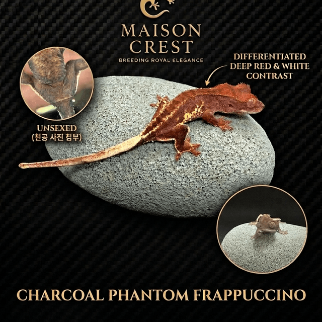챠콜 팬텀 프라푸치노