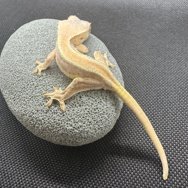 릴리화이트 솔리드백