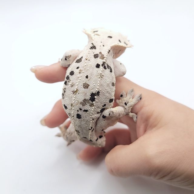 슈퍼달마시안