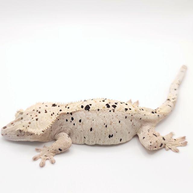 슈퍼달마시안