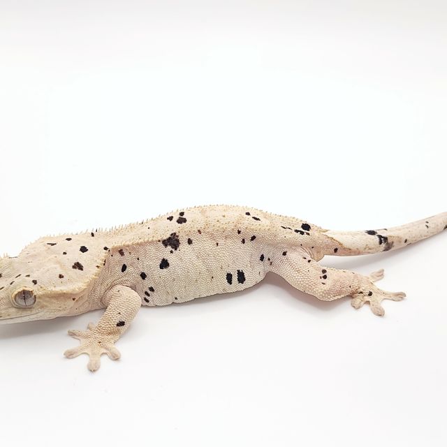 슈퍼달마시안