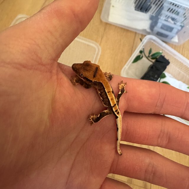 릴리100%헷아잔틱