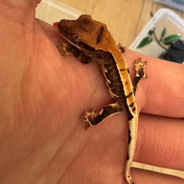 릴리100%헷아잔틱