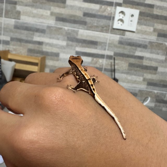 릴리100%헷아잔틱