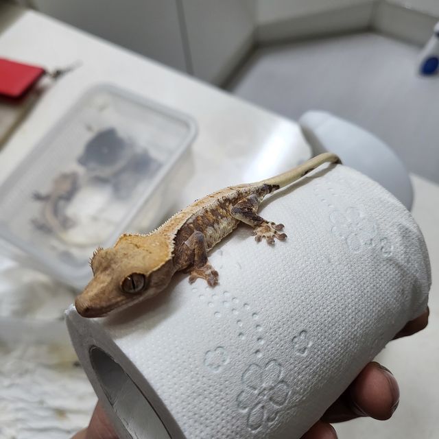 릴리화이트