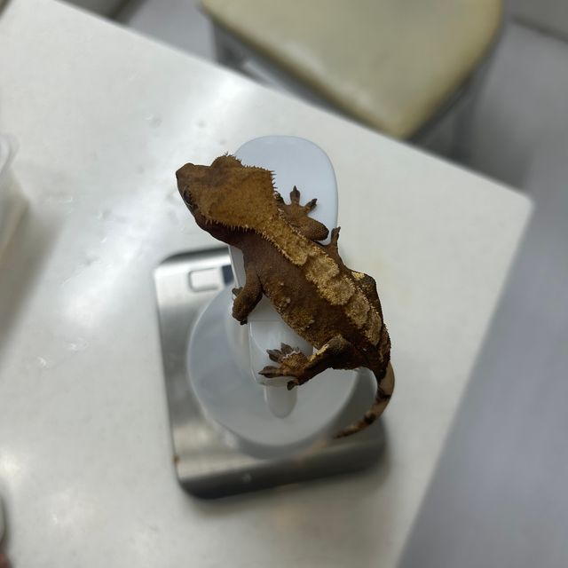 노멀 레드