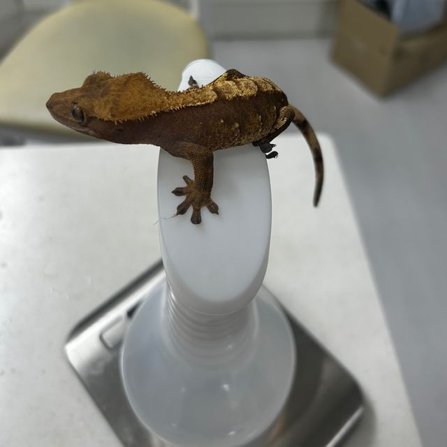 노멀 레드