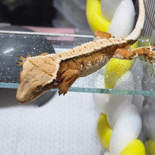 텐저린 트라이 노멀