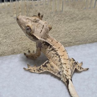 무휼x춘향이