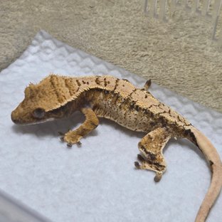무황x심청이