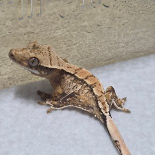 무황x심청이