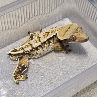 트라이 익스트림할리퀸 화이트스팟