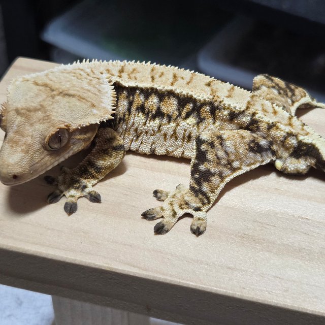 쿼드 트라이 익스트림할리퀸