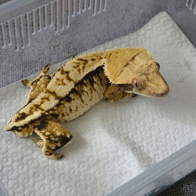 트라이 익스트림할리퀸 화이트스팟