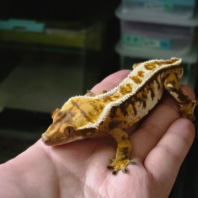 풀핀 트라이 익스트림할리퀸