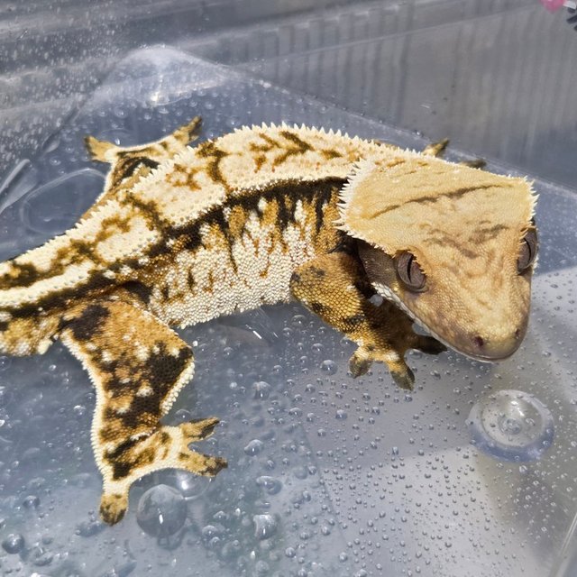 트라이 익스트림할리퀸 화이트스팟