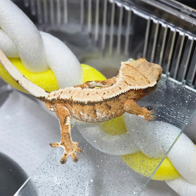 텐저린 트라이 노멀