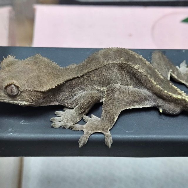 릴리화이트 팬텀 다크 블랙 챠콜