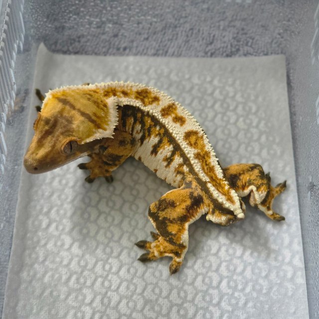 노멀 트라이 익스트림할리퀸