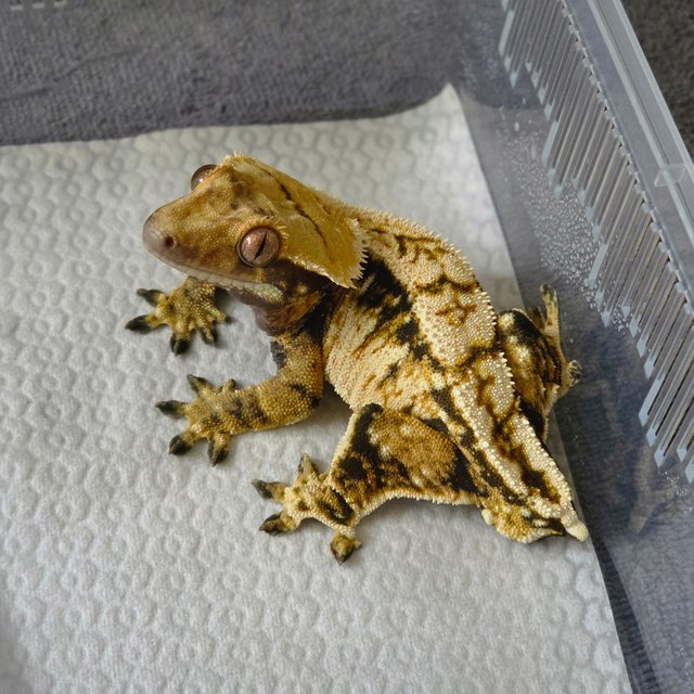 트라이 익스트림할리퀸 화이트스팟