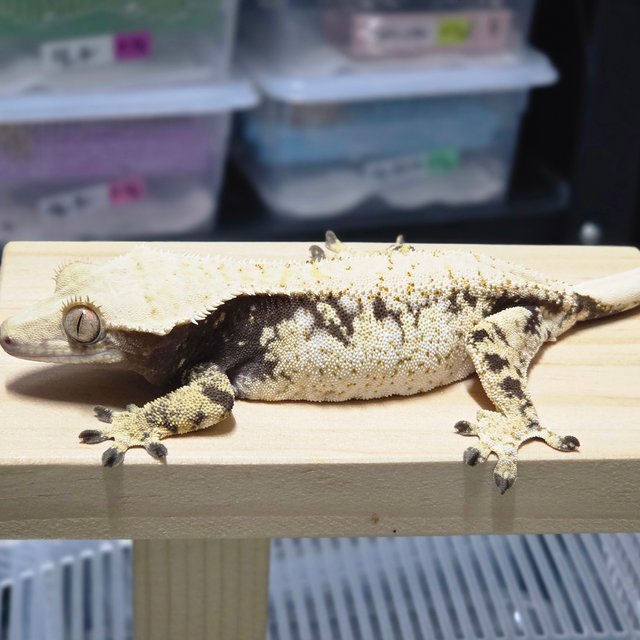 노멀 드리피 화이트스팟