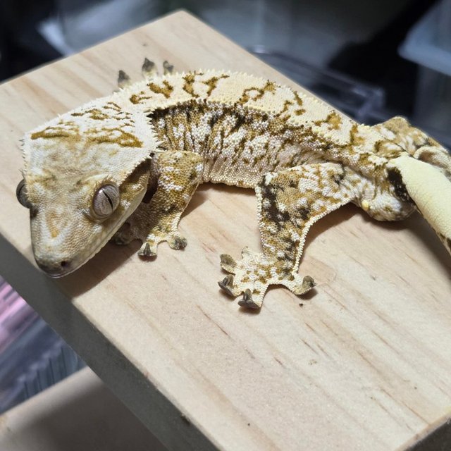 노멀 드리피 화이트스팟