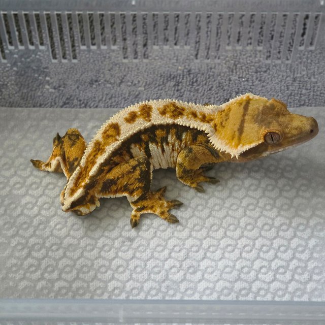 풀핀 트라이 익스트림할리퀸