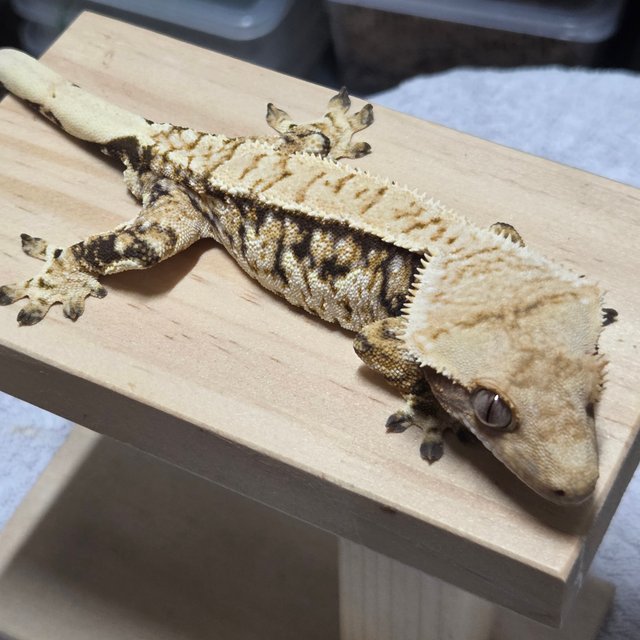 쿼드 트라이 익스트림할리퀸