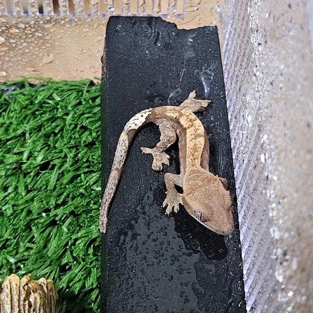 카푸치노