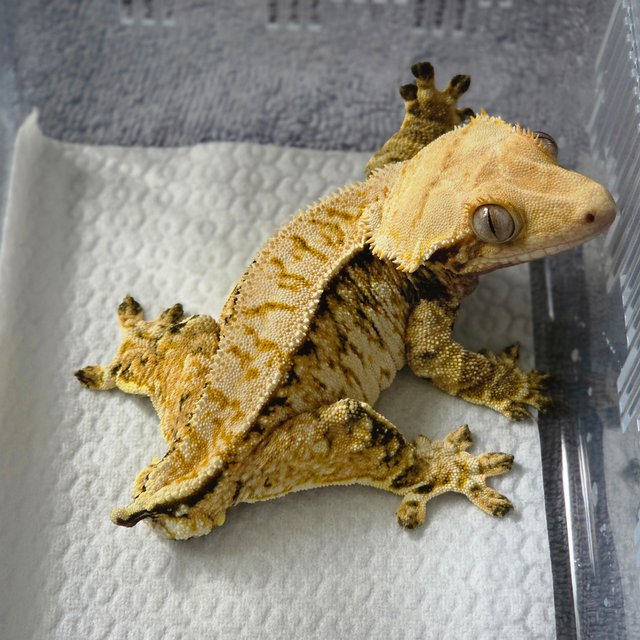 트라이 익스트림할리퀸