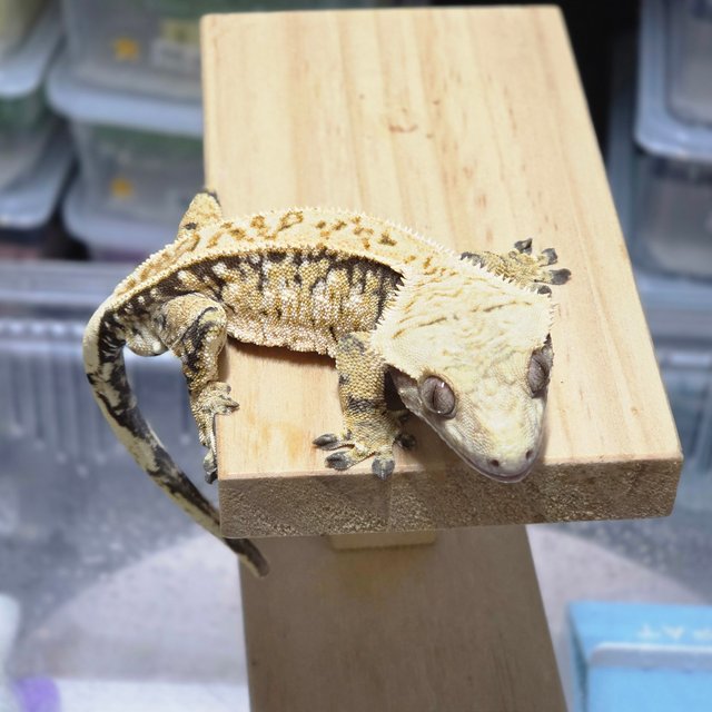 트라이 익스트림할리퀸 화이트스팟