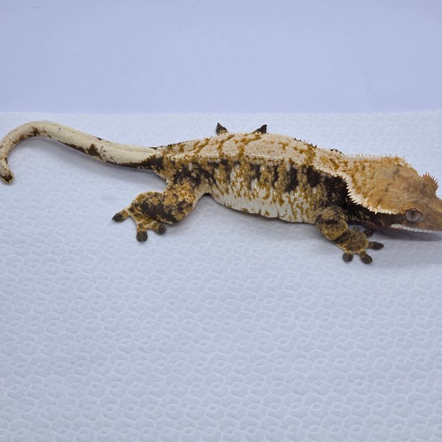 노멀 드리피 화이트스팟