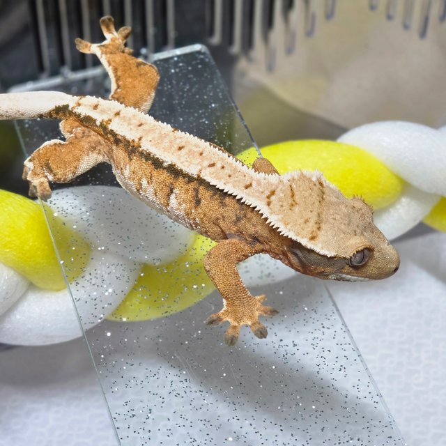 텐저린 트라이 노멀