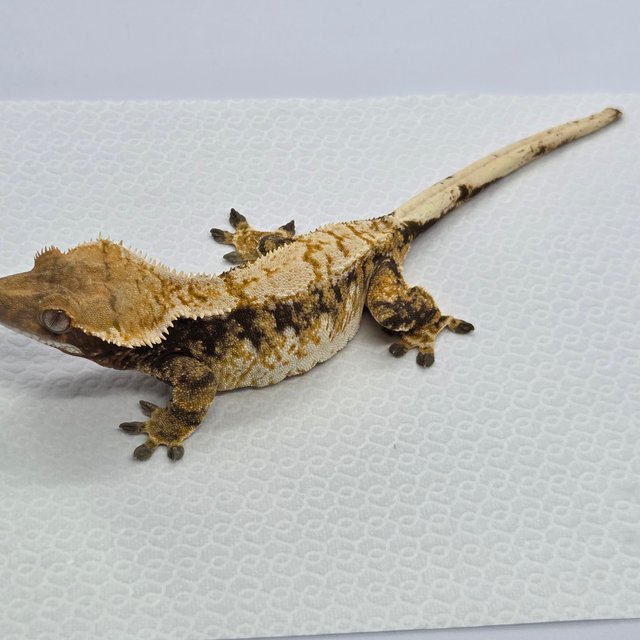 노멀 드리피 화이트스팟