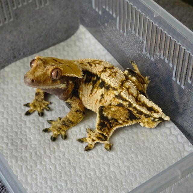 트라이 익스트림할리퀸 화이트스팟