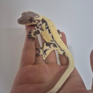 릴리 세이블 100%헷아잔틱